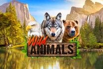 wild animals slot